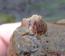 Image of Megabalanus californicus (Pilsbry 1916)