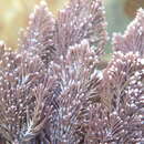 Image of Corallina vancouveriensis