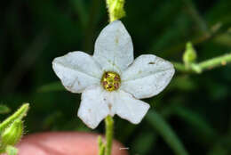 Image of Nicotiana bonariensis Lehm.