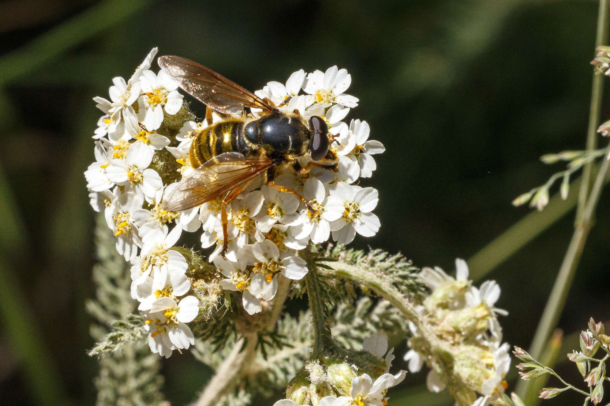 Imagem de Hadromyia pulchra (Williston 1882)