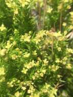 Plancia ëd Galium andrewsii subsp. gatense (Dempster) Dempster & Stebbins