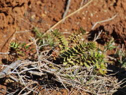 Image de Haloragis erecta subsp. cartilaginea (Cheeseman) Orchard