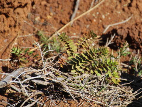 Image of Haloragis erecta subsp. cartilaginea (Cheeseman) Orchard