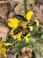 Image of Acmaeodera amabilis Horn 1878