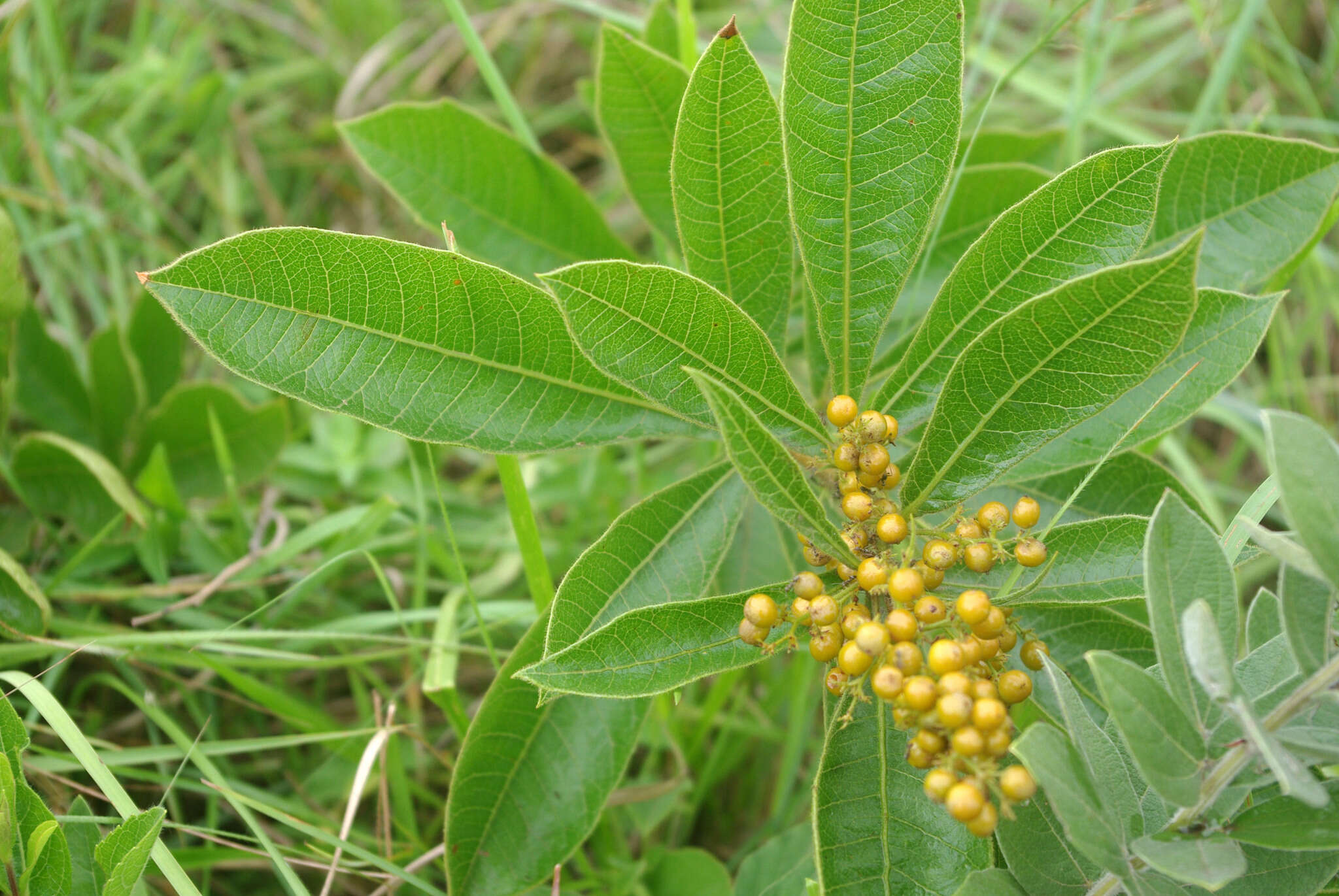 Image of Searsia harveyi (Moffett) Moffett