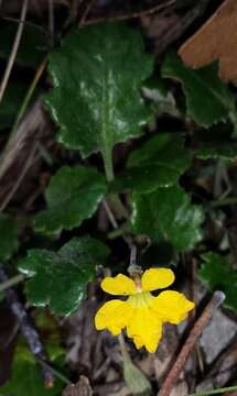 Image of Goodenia hederacea subsp. alpestris (K. Krause) R. Carolin