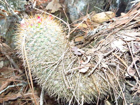 Image de Mammillaria rekoi (Britton & Rose) Vaupel