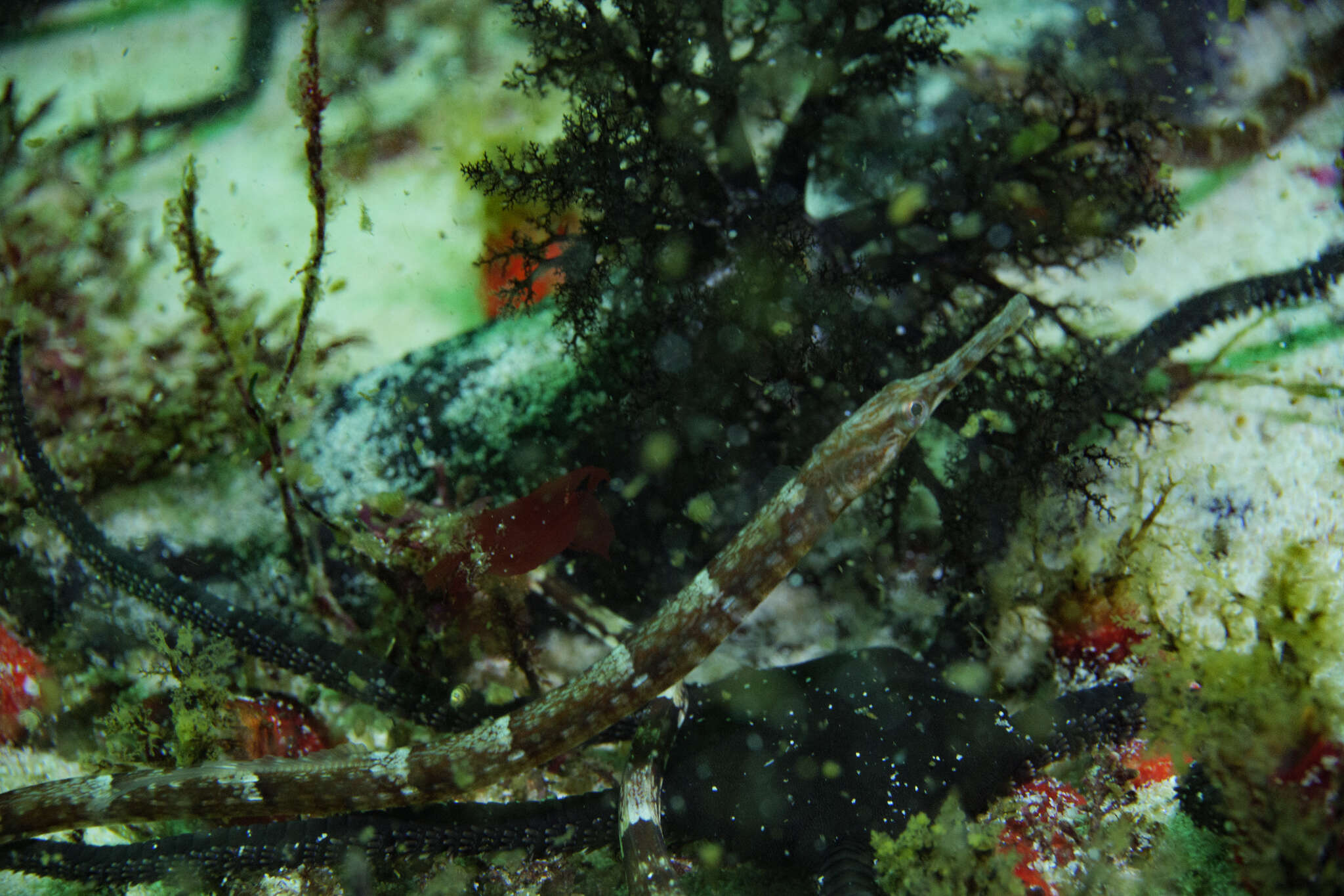 Image of Common Pipefish