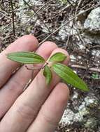 Image of Texas mock orange