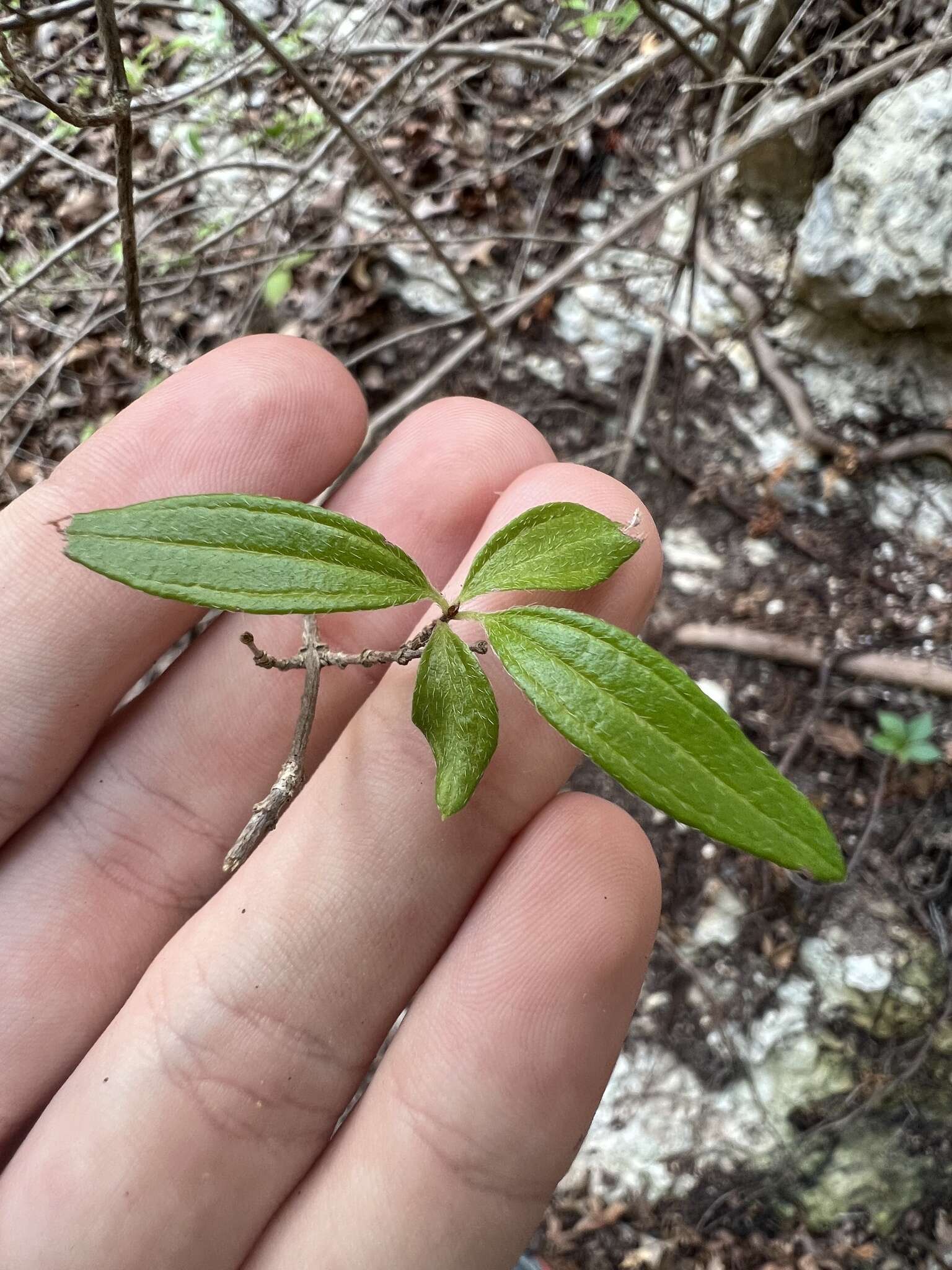 Imagem de Philadelphus texensis S. Y. Hu