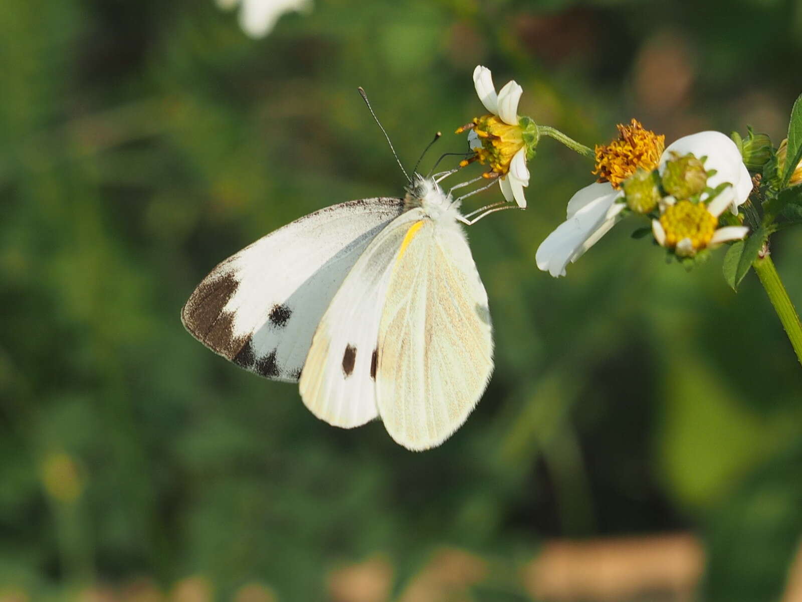 Image of Pieris canidia (Sparrman 1768)