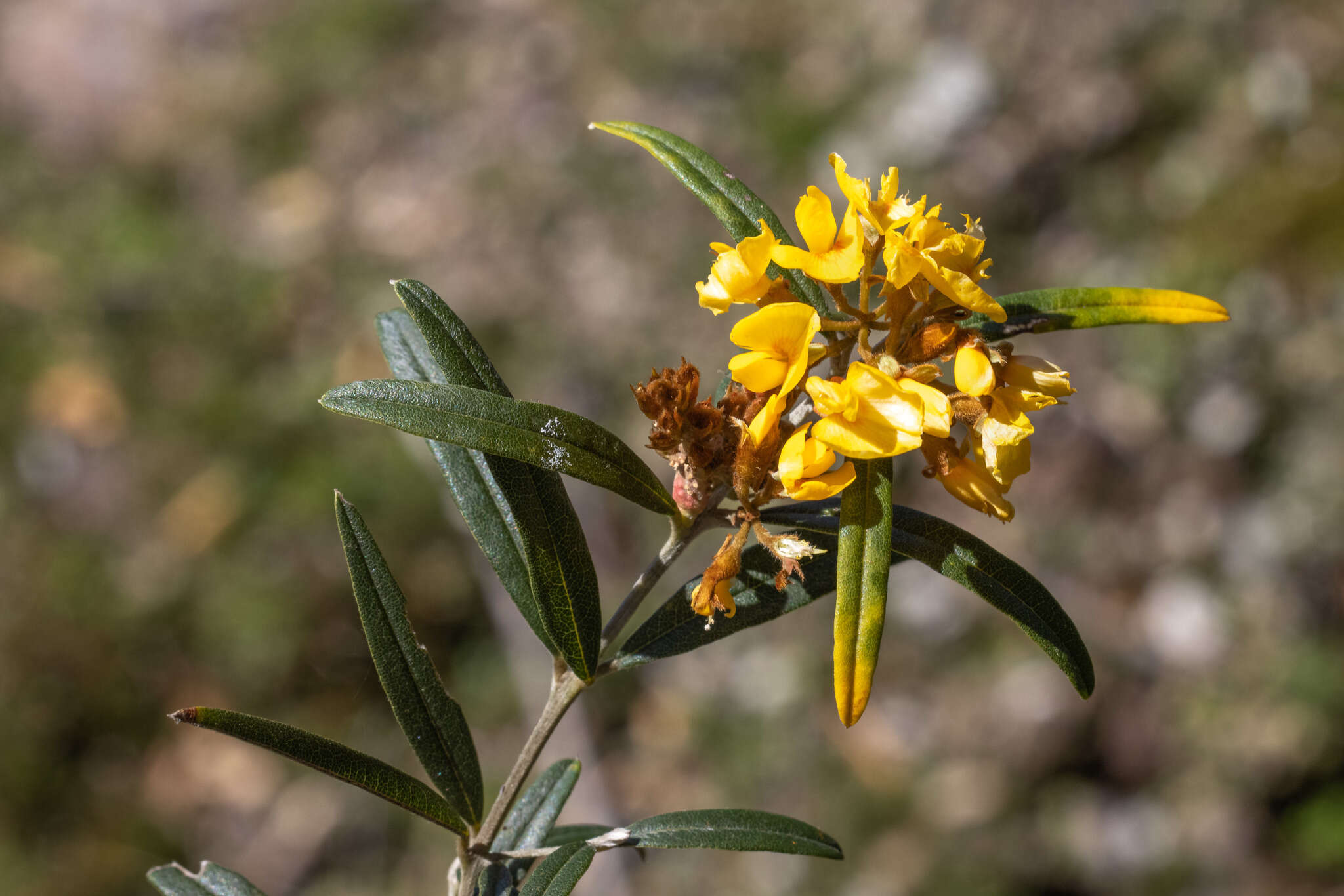 Image of Oxylobium arborescens R. Br.