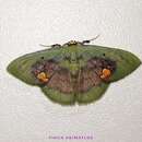 صورة Pyrochlora rhanis Cramer 1777