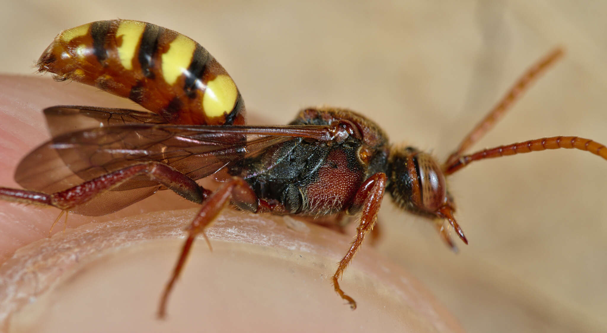 Image of Nomada flava Panzer 1798