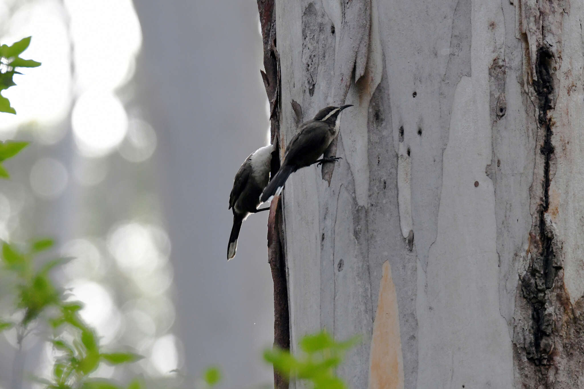 Image of White-browed Babbler