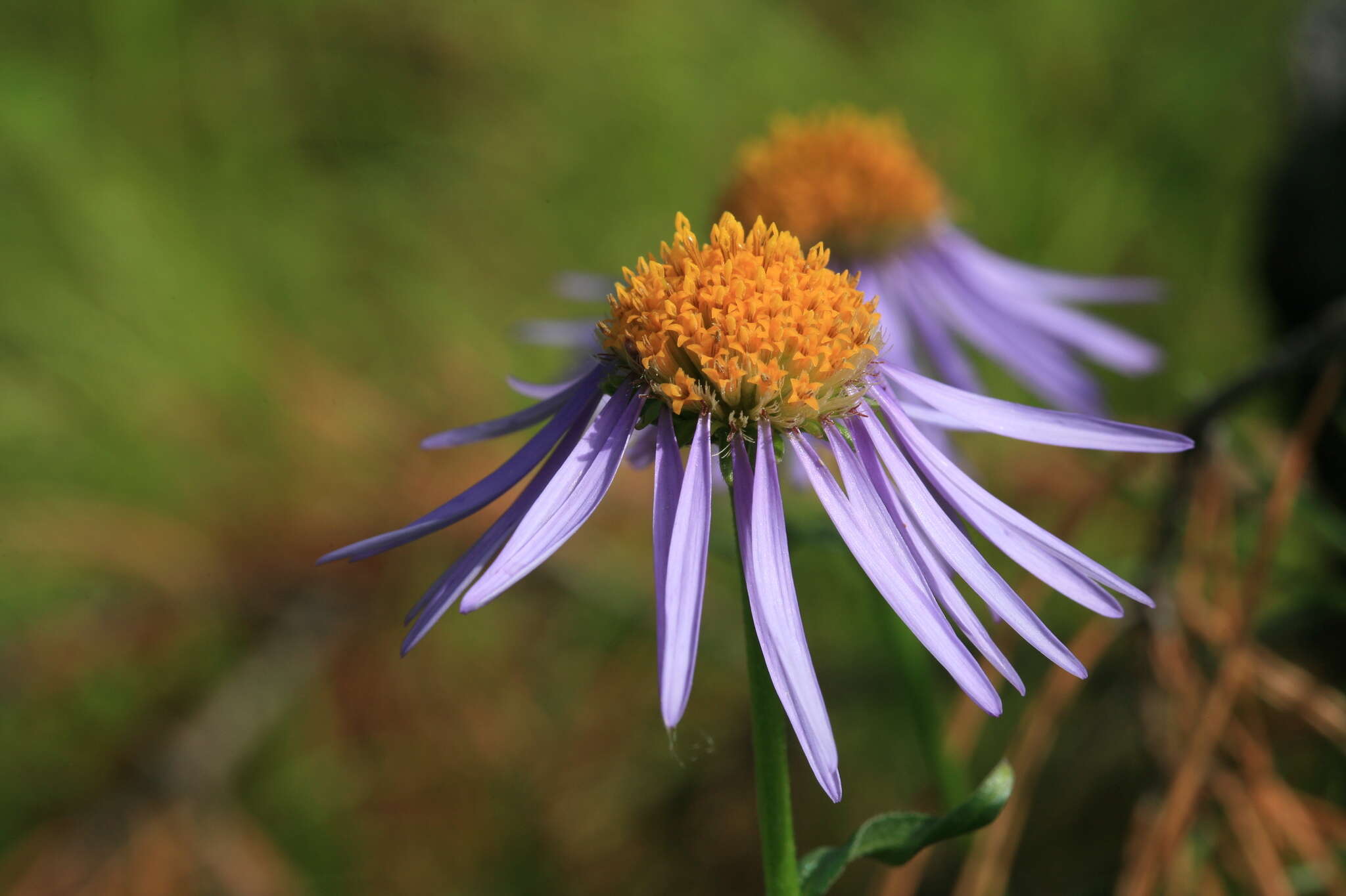Image of Aster alpinus var. serpentimontanus (Tamamschjan) Y. Ling