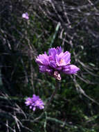 صورة Dichelostemma capitatum (Benth.) Alph. Wood