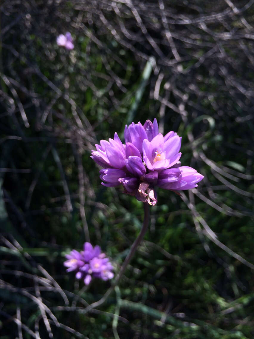 صورة Dichelostemma capitatum (Benth.) Alph. Wood