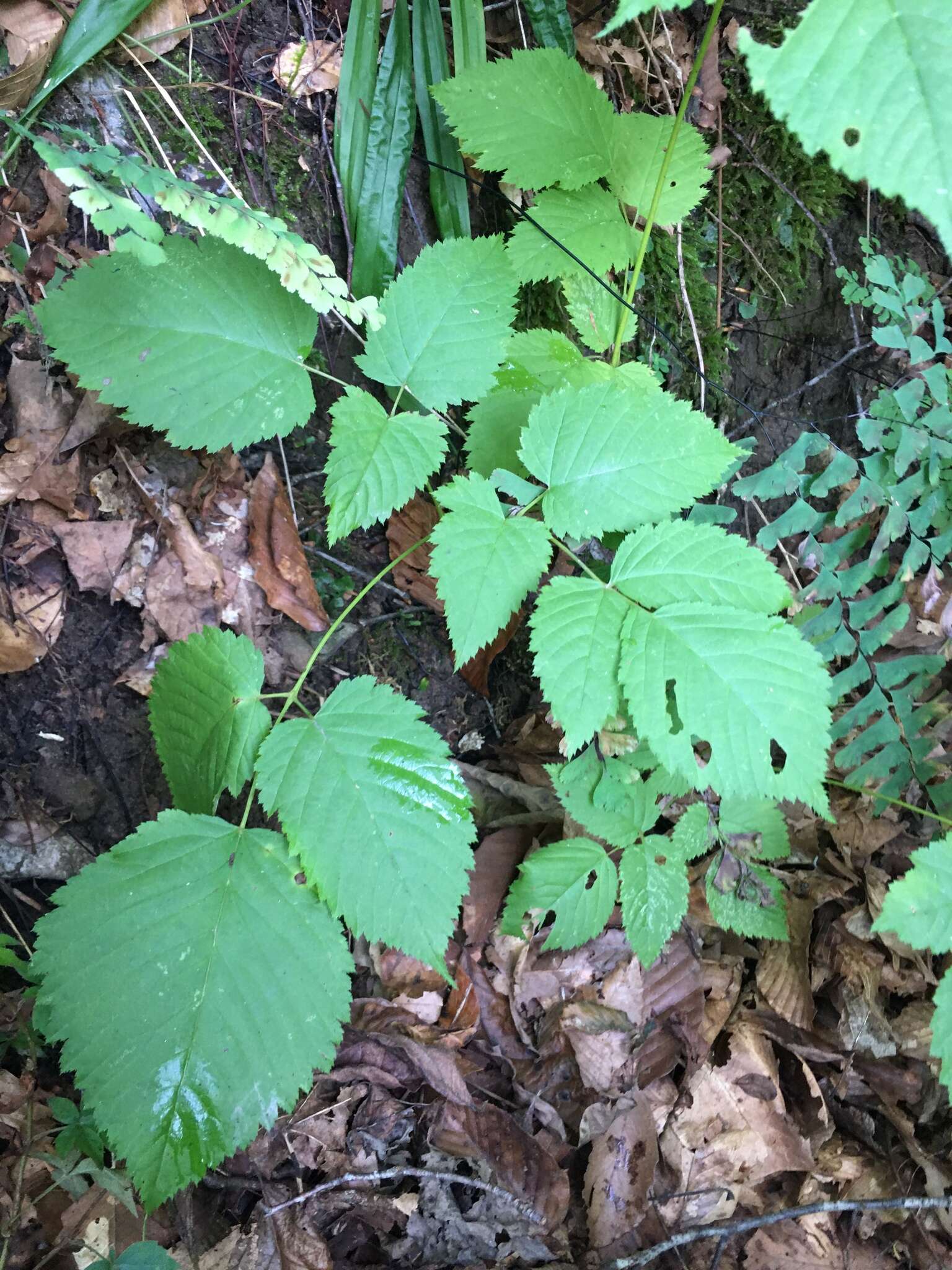 Sivun Aruncus dioicus var. pubescens (Rydb.) Fern. kuva