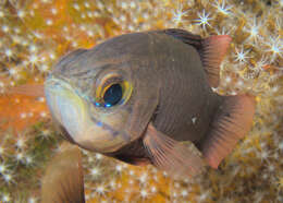 Plancia ëd Ostorhinchus monospilus (Fraser, Randall & Allen 2002)