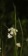 Image of lesser wood-rush