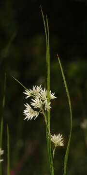 Image of Luzula nivea (L.) DC.