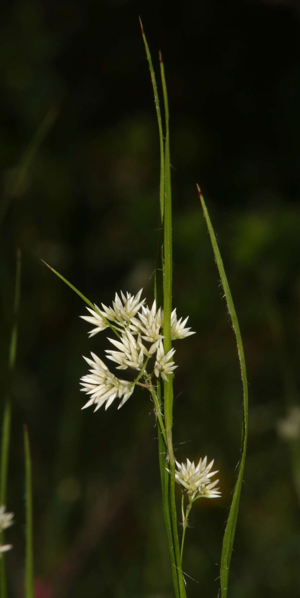 Image of lesser wood-rush