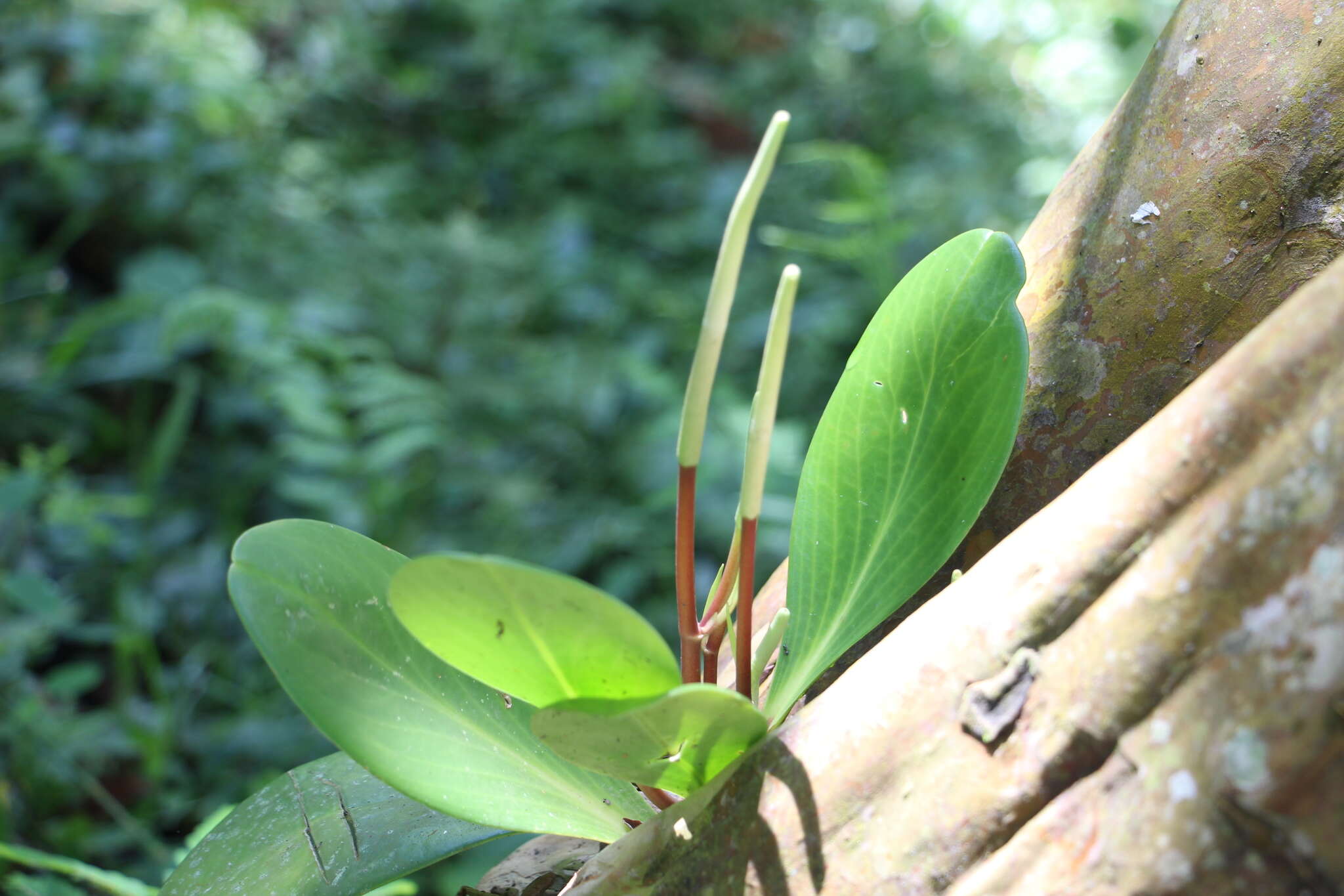 Peperomia obtusifolia (L.) A. Dietr. resmi