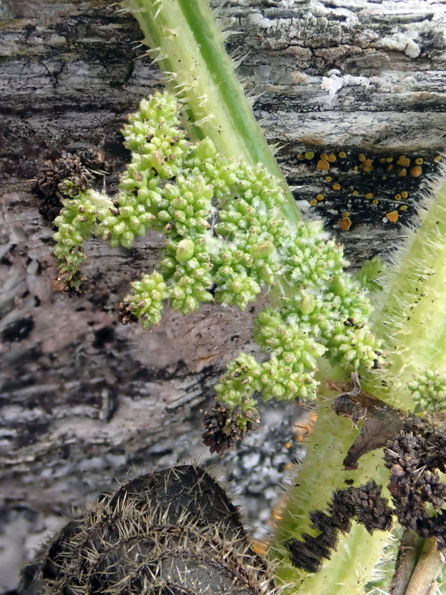 Image of Urtica australis Hook. fil.