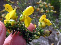 Image of Aspalathus carnosa Bergius