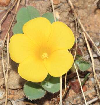 Image of Oxalis melanosticta var. melanosticta