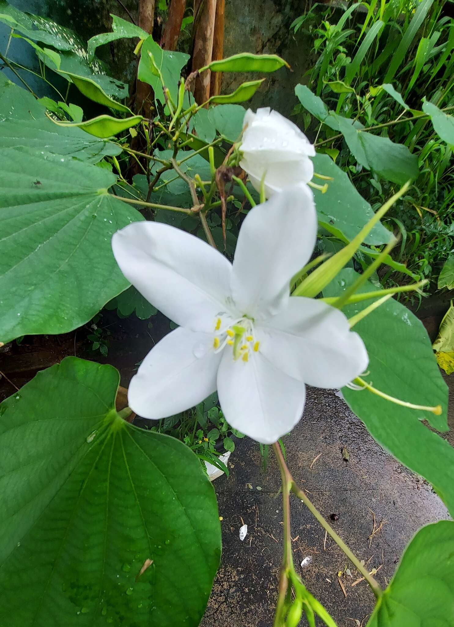 Image of Bauhinia acuminata L.