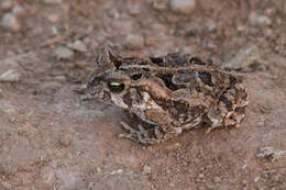 Rhinella henseli (Lutz 1934) resmi