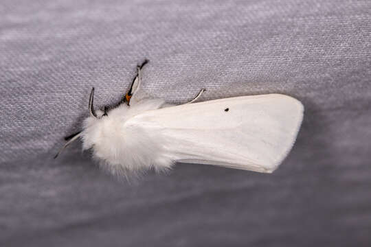 Image of water ermine