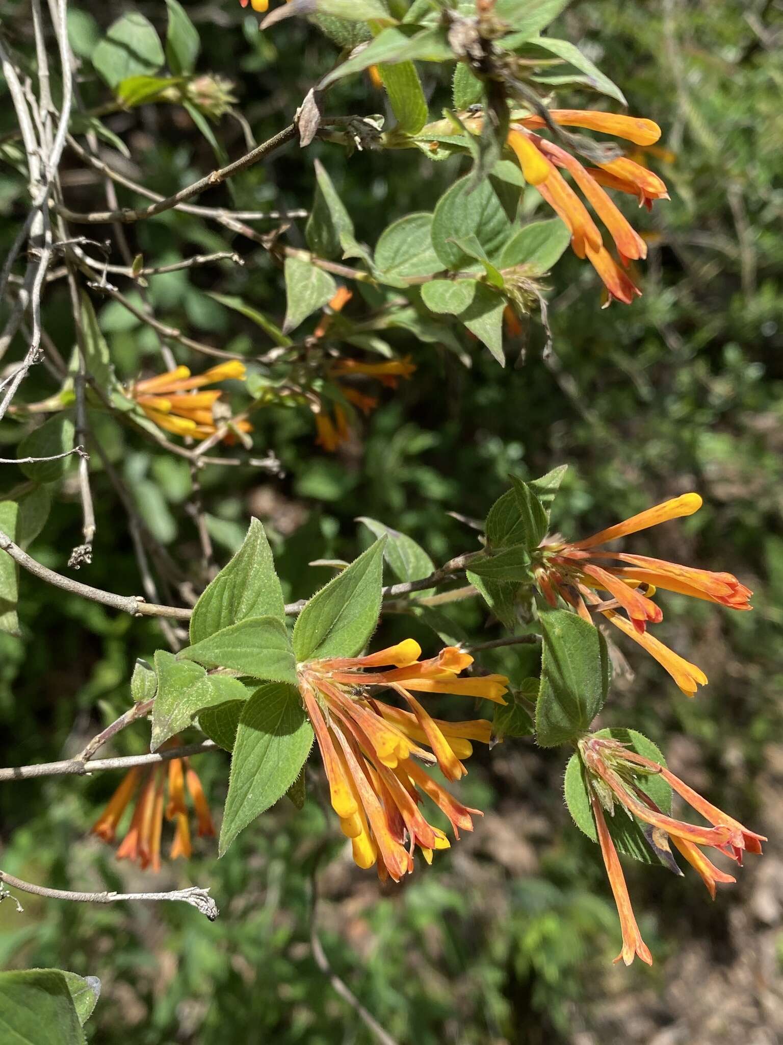 Plancia ëd Bouvardia laevis M. Martens & Galeotti