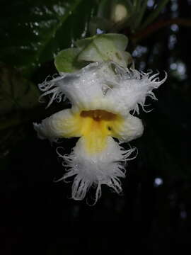 Image of Drymonia brochidodroma Wiehler