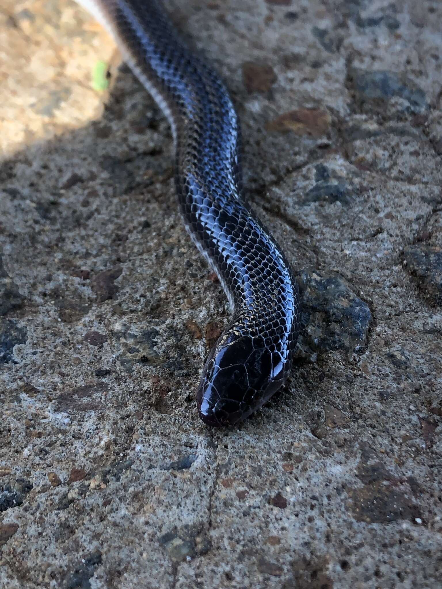 Image of Bibron’s Stiletto Snake