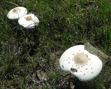 Imagem de Macrolepiota zeyheri Heinem. 1962