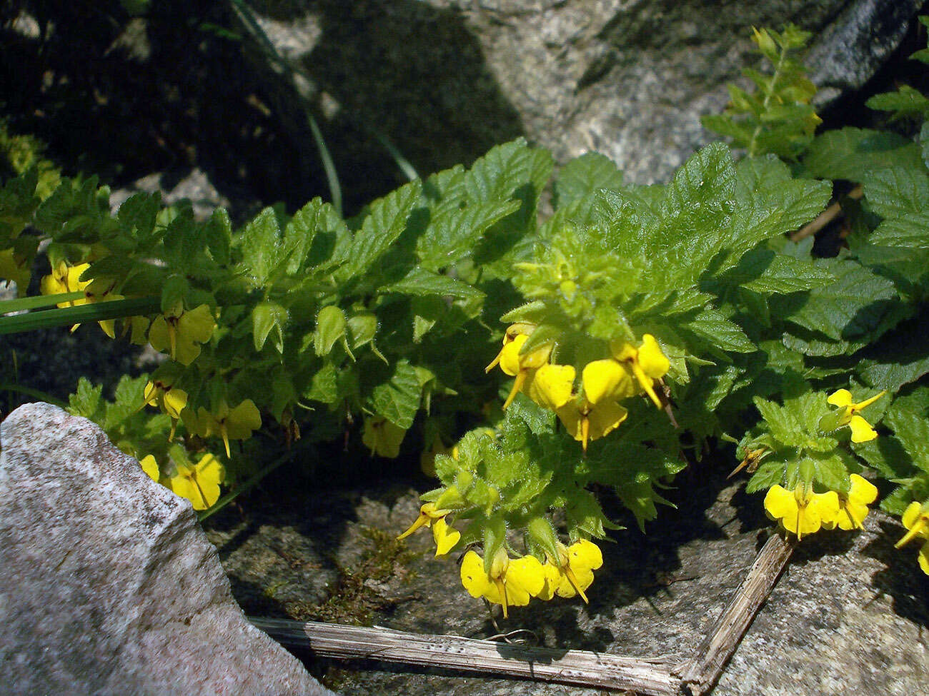 Image de Rhynchocorys elephas (L.) Griseb.