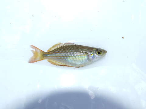 Image of Banded rainbowfish