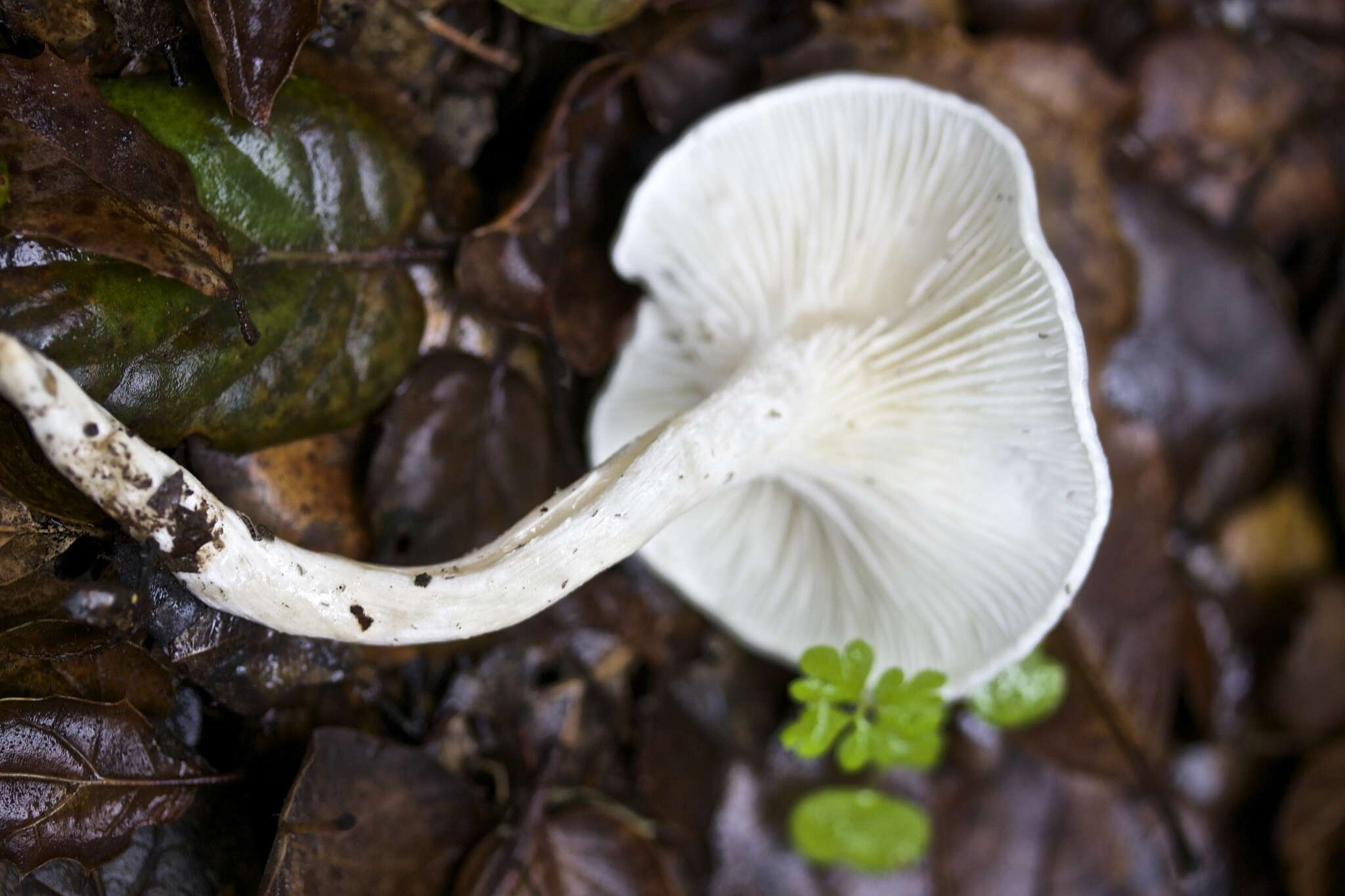 Image of Hygrophorus eburneus (Bull.) Fr. 1838