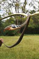 Image of Usambara vine snake