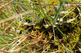 Image of meadow thistle