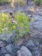 صورة Ruellia californica (Rose) I. M. Johnston