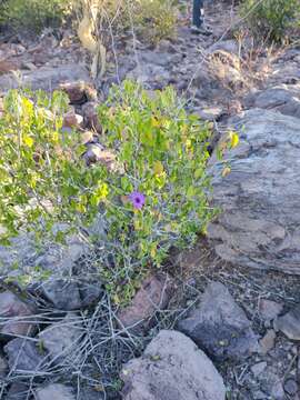 صورة Ruellia californica (Rose) I. M. Johnston