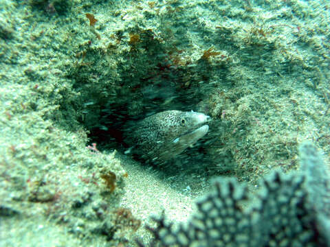 Image of Hourglass moray