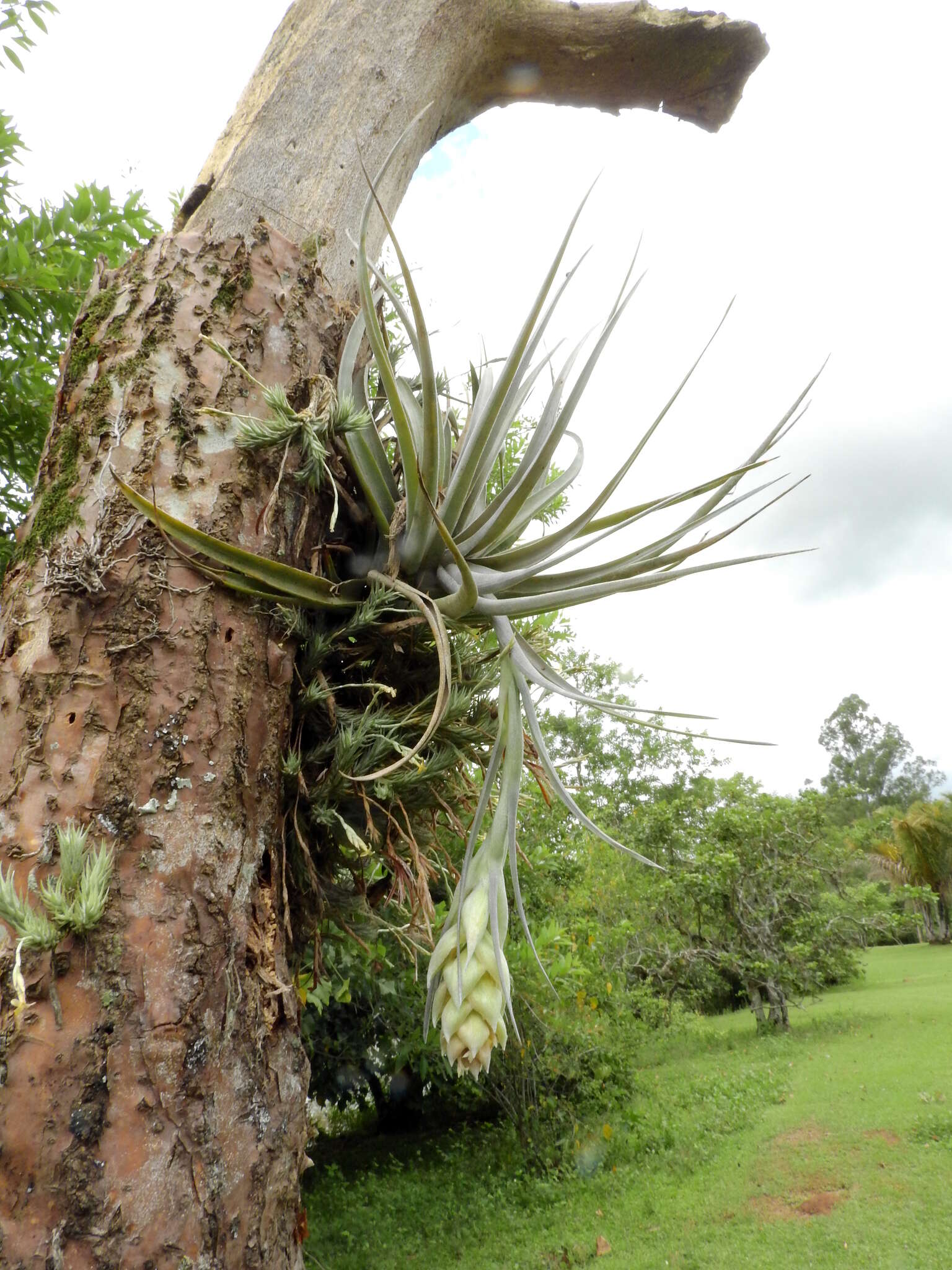 Image of Tillandsia pohliana Mez