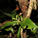 Image of Psychotria monteverdensis Dwyer & C. W. Ham.