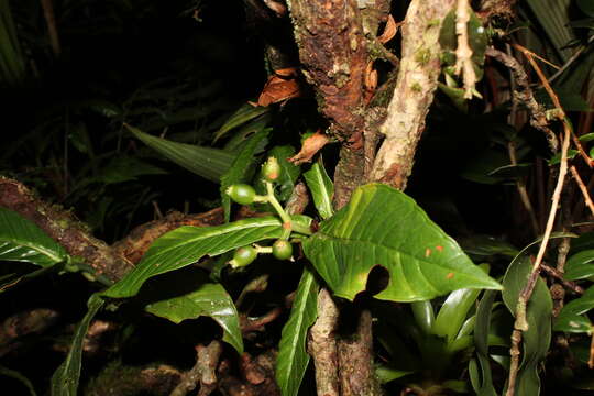 صورة Psychotria monteverdensis Dwyer & C. W. Ham.