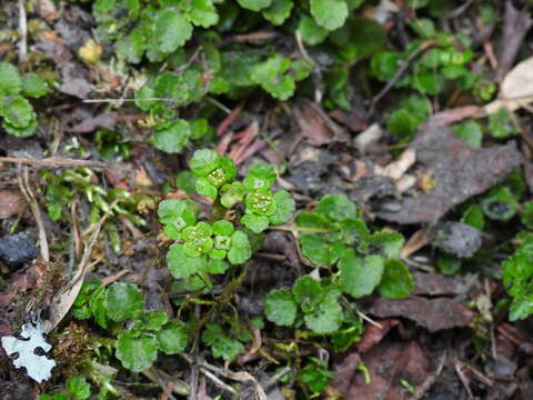 Image of Chrysosplenium lanuginosum Hook. fil. & Thoms.